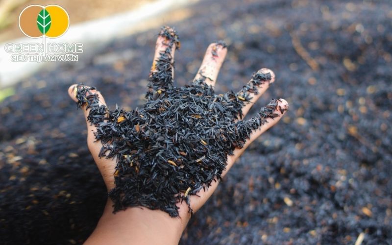 Trấu hun nguyên cánh là loại giá thể trấu hun giàu dinh dưỡng, ít mầm bệnh