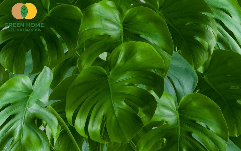 Giá thể trồng Monstera ảnh hưởng trực tiếp đến tốc độ sinh trưởng và độ bóng lá