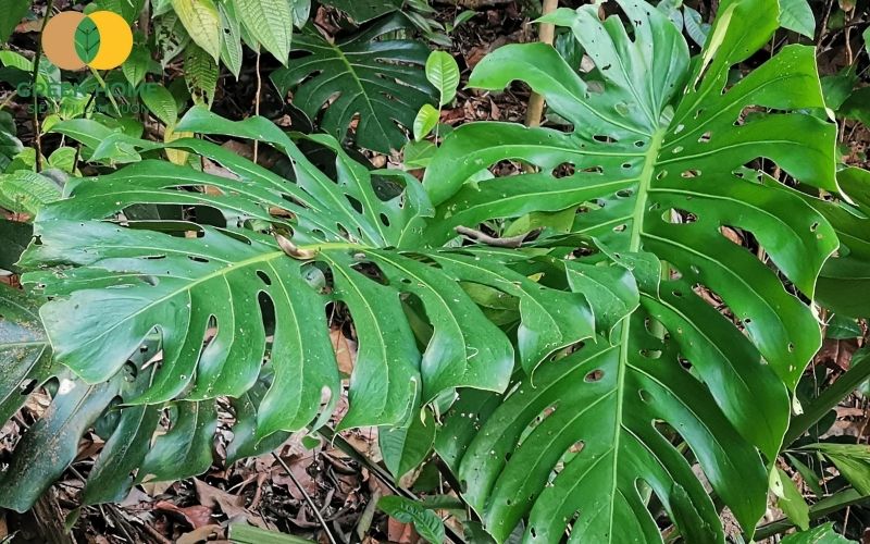 Chọn đúng giá thể trồng Monstera giúp cây phát triển lá lớn và rễ khỏe mạnh