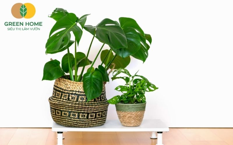 Giá thể trồng Monstera cần có độ pH trung tính để cây hấp thụ dinh dưỡng hiệu quả