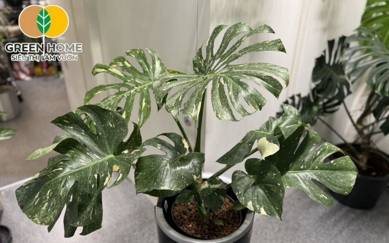 Thoát nước tốt tránh úng rễ và hỗ trợ phát triển cây