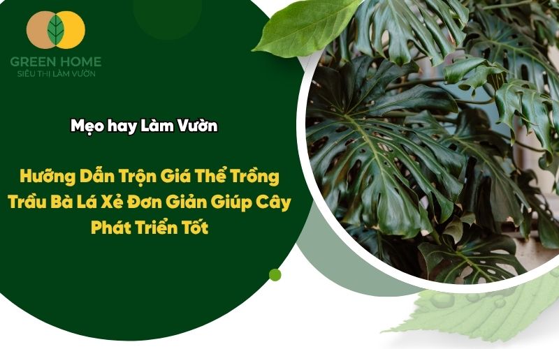 Hưỡng Dẫn Trộn Giá Thể Trồng Trầu Bà Lá Xẻ Đơn Giản Giúp Cây Phát Triển Tốt