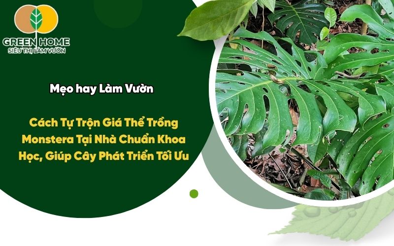 Cách Tự Trộn Giá Thể Trồng Monstera Tại Nhà Chuẩn Khoa Học, Giúp Cây Phát Triển Tối Ưu