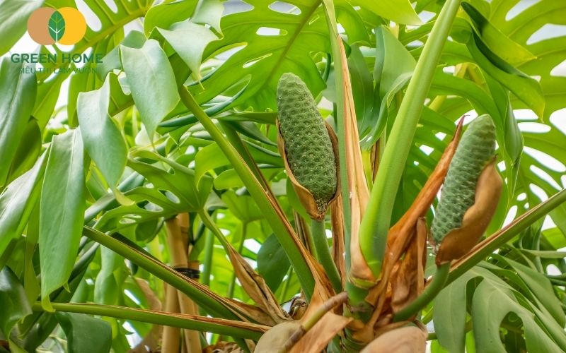 Monstera sống tốt trong nhà nếu có giá thể trồng Monstera thoáng khí và ổn định
