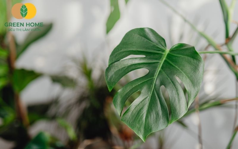 Giá thể trồng Monstera đạt chuẩn thường gồm trấu hun, vỏ thông, xơ dừa và perlite