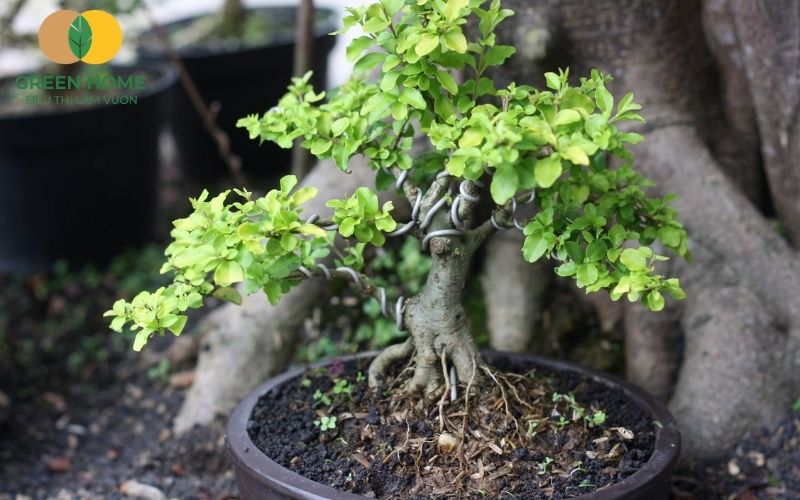 Giá thể trồng bonsai ảnh hưởng đến dáng cây.