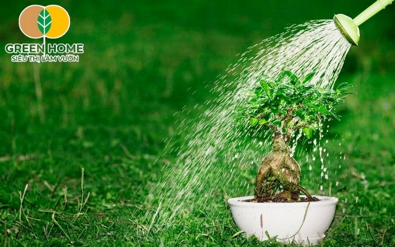 Giá thể trồng cây cảnh không chứa hóa chất độc hại, đảm bảo an toàn cho cây và môi trường