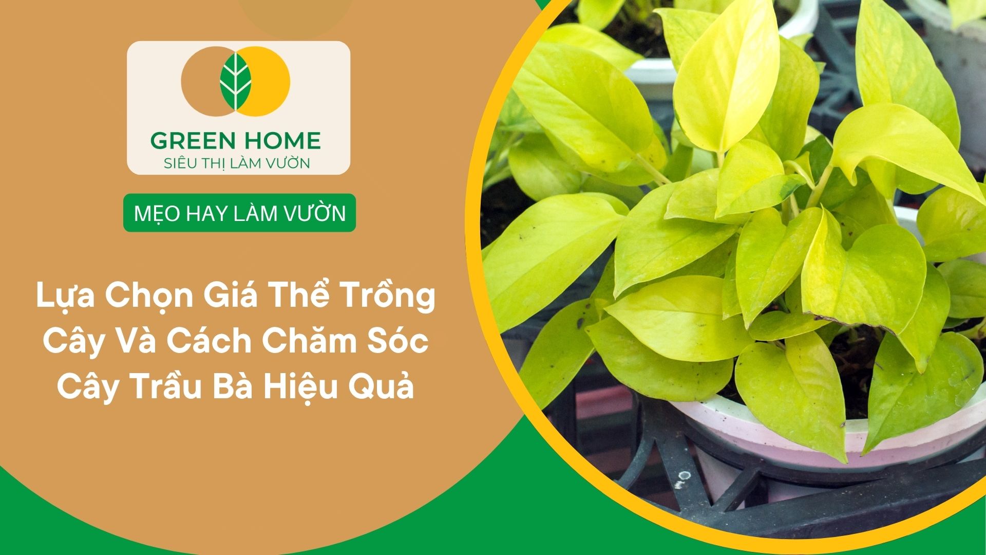 Lựa Chọn Giá Thể Trồng Cây Và Cách Chăm Sóc Cây Trầu Bà Hiệu Quả
