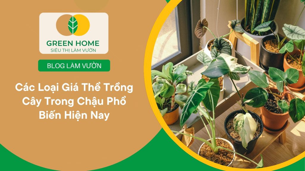Giá thể tơi xốp tạo điều kiện lý tưởng cho rễ cây hấp thụ dinh dưỡng