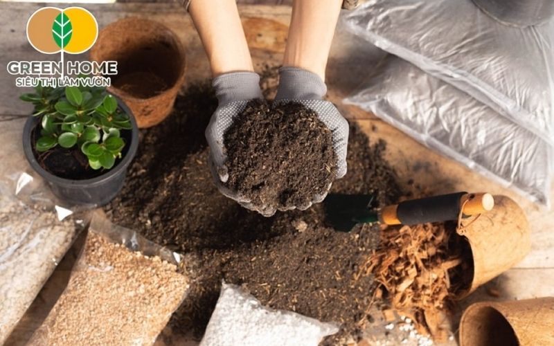 Mụn dừa xử lý kỹ được dùng phổ biến trong giá thể trồng cây trong chậu