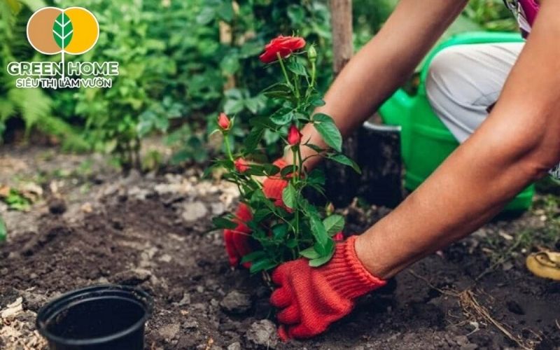 Giá thể trồng hoa nên có mùi thơm nhẹ, không mốc hay hôi