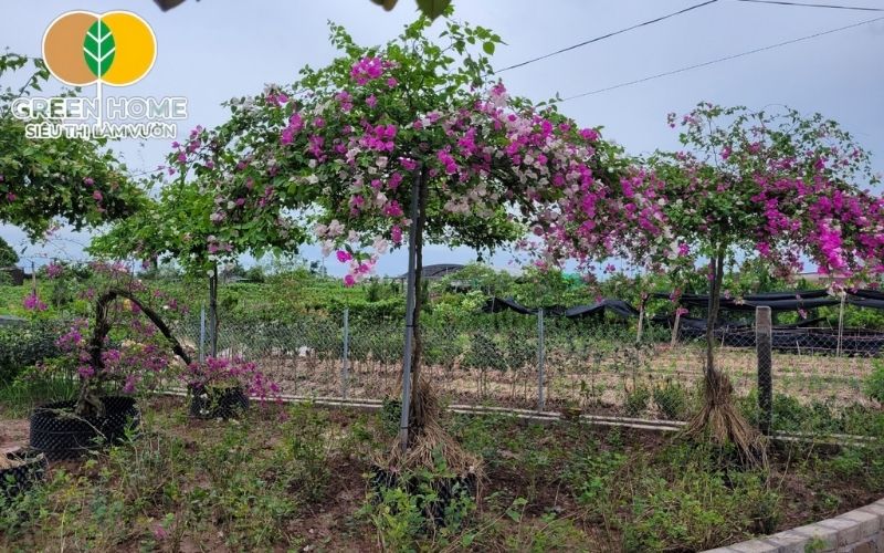 Bón phân định kỳ giúp cải thiện giá thể trồng hoa giấy và tăng dinh dưỡng