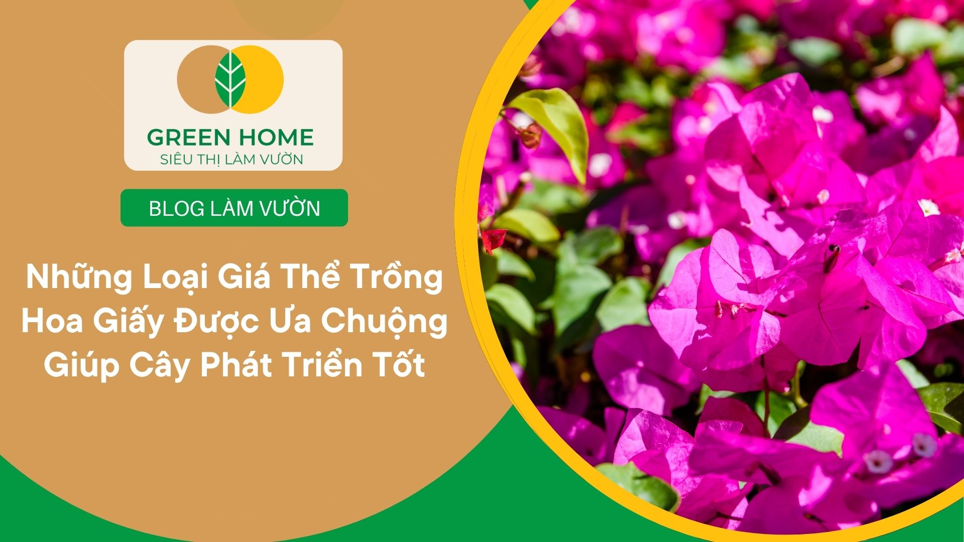 Những Loại Giá Thể Trồng Hoa Giấy Được Ưa Chuộng Giúp Cây Phát Triển Tốt