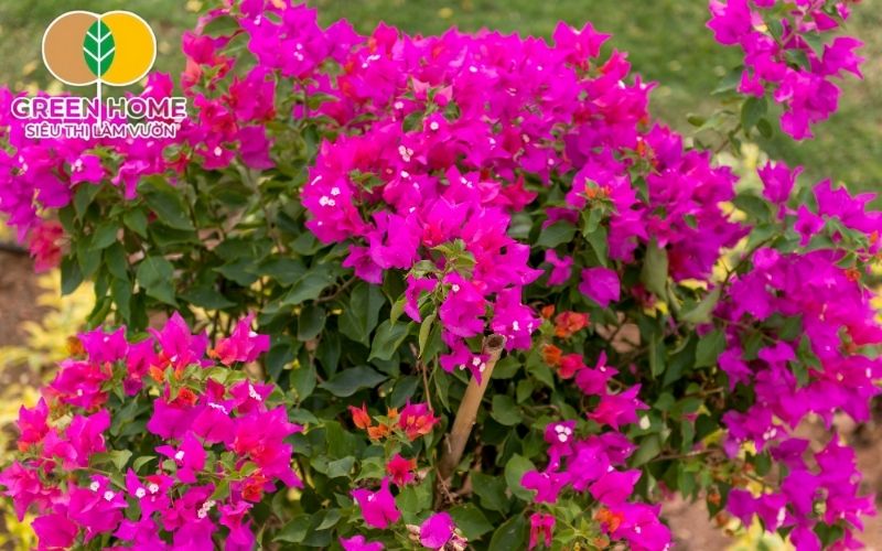 Giá thể trồng hoa giấy đóng bao sẵn giúp tiết kiệm thời gian và đảm bảo sạch bệnh
