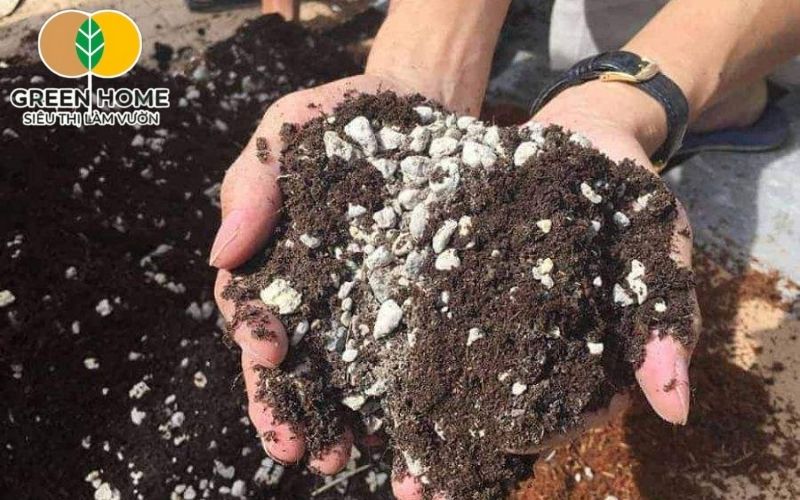 Nên phối trộn giá thể trồng hoa giấy từ đất sạch, trấu hun và phân hữu cơ