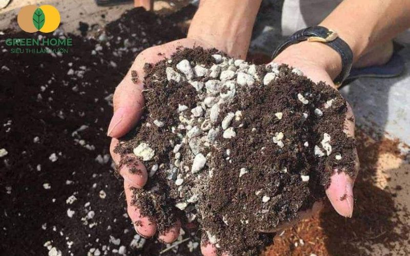 Lựa chọn đúng giá thể trồng hoa giấy là bước đầu cho vườn hoa bền đẹp