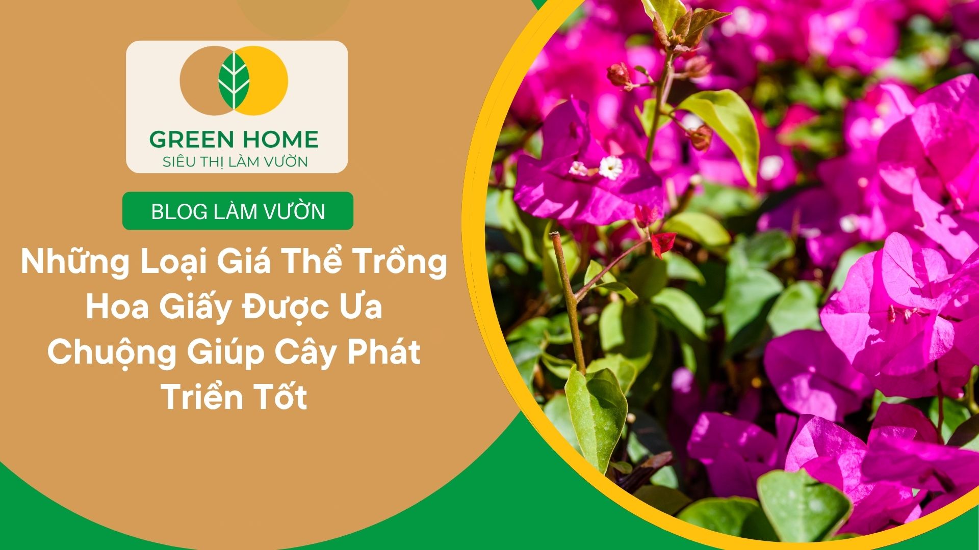 Những Loại Giá Thể Trồng Hoa Giấy Được Ưa Chuộng Giúp Cây Phát Triển Tốt
