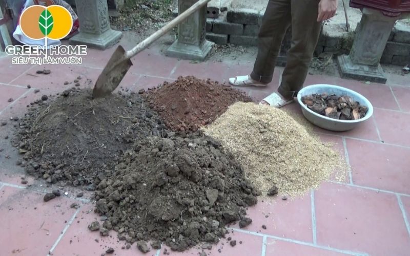Giá thể tốt giúp hoa giấy phát triển khỏe mạnh