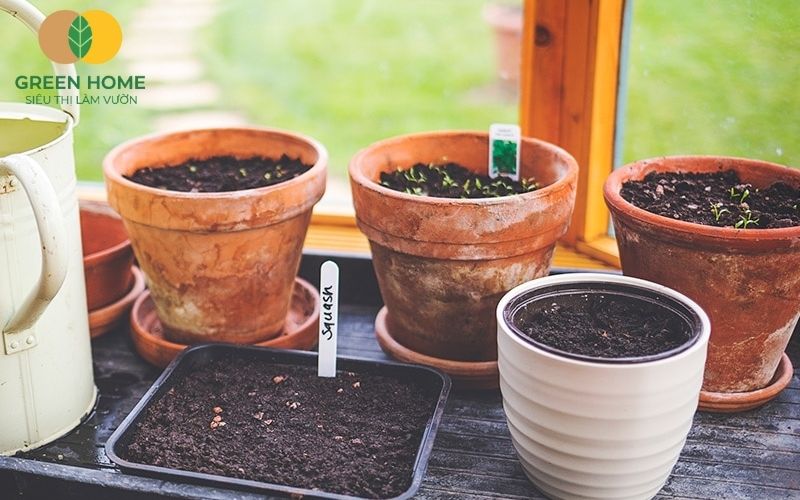 Hoa giấy nở rộ đẹp mắt nhờ chăm đúng và chọn giá thể trồng hoa giấy chuẩn