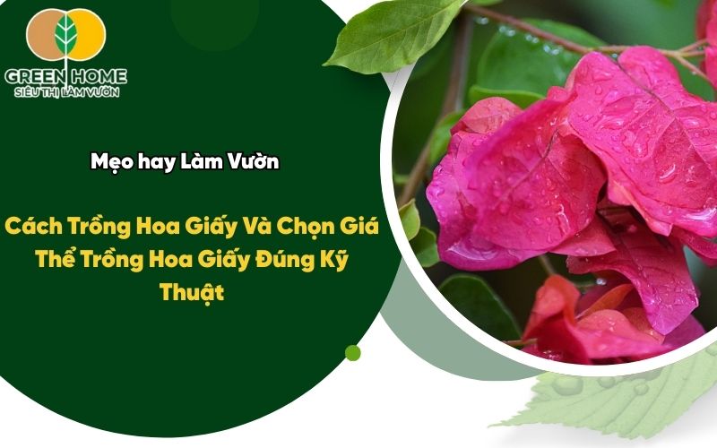 Cách Trồng Hoa Giấy Và Chọn Giá Thể Trồng Hoa Giấy Đúng Kỹ Thuật