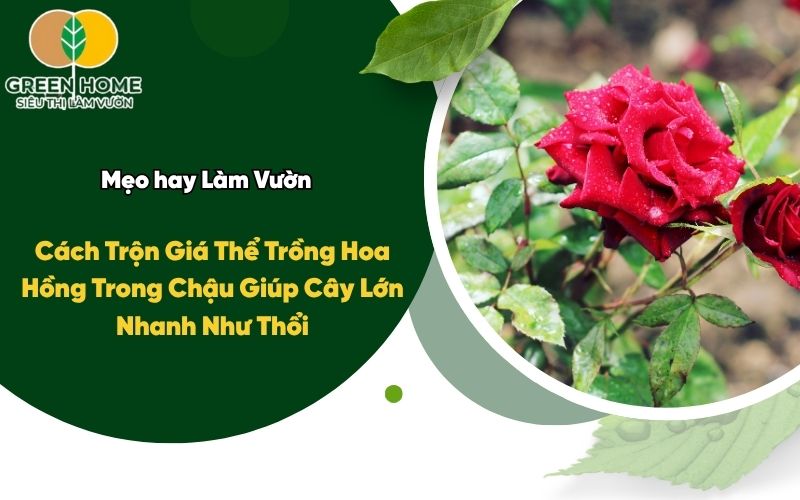 Cách Trộn Giá Thể Trồng Hoa Hồng Trong Chậu Giúp Cây Lớn Nhanh Như Thổi
