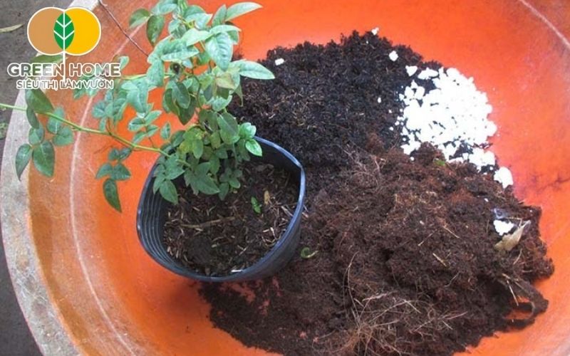 Xử lý kỹ nguyên liệu giúp giá thể trồng hoa hồng an toàn