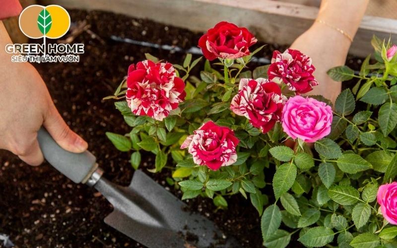 Lựa chọn giá thể trồng hoa hồng có khả năng giữ ẩm ổn định là rất quan trọng