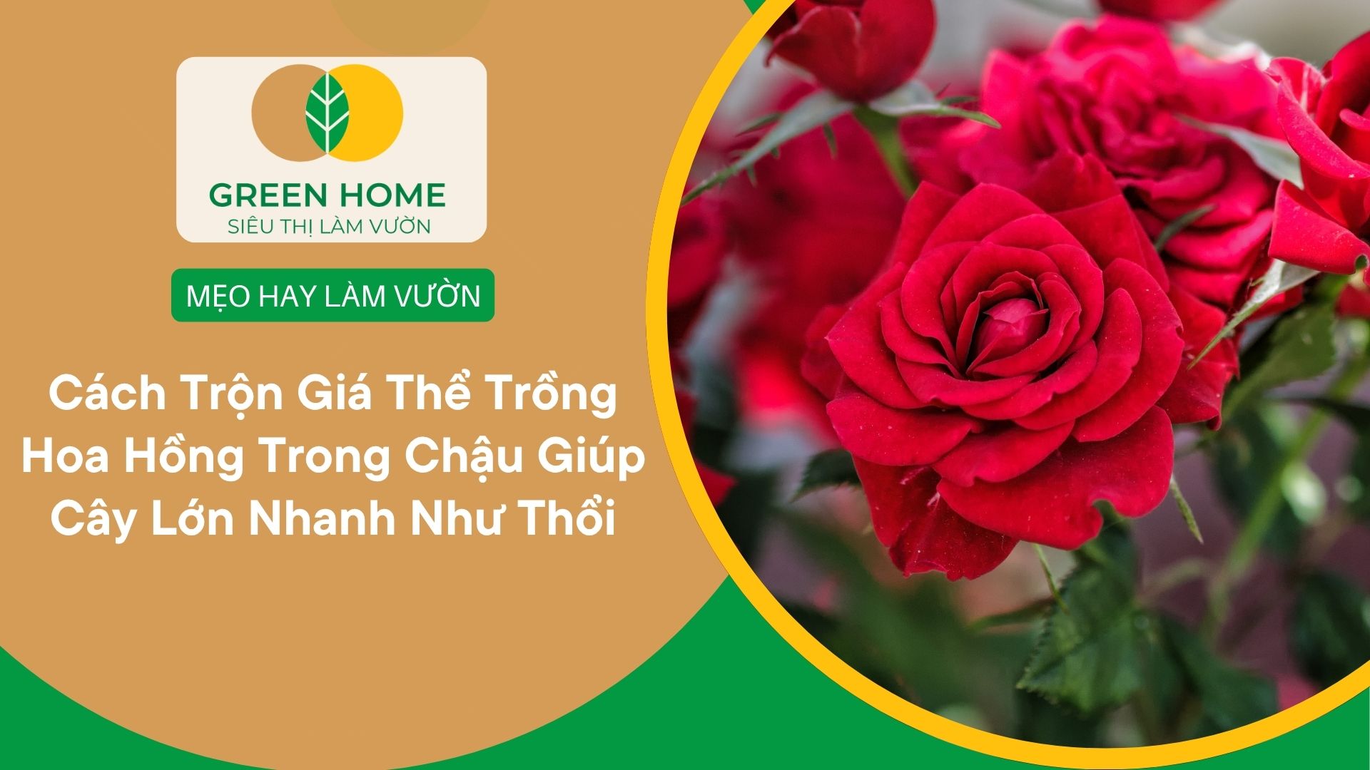 Cách Trộn Giá Thể Trồng Hoa Hồng Trong Chậu Giúp Cây Lớn Nhanh Như Thổi