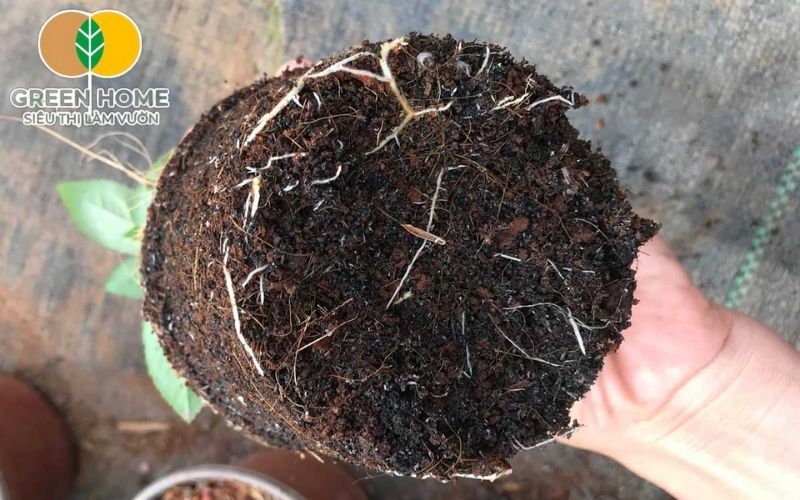 Chọn đúng giá thể trồng hoa hồng để cây ra hoa đều, lâu tàn