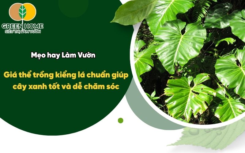 Giá thể trồng kiểng lá chuẩn giúp cây xanh tốt và dễ chăm sóc