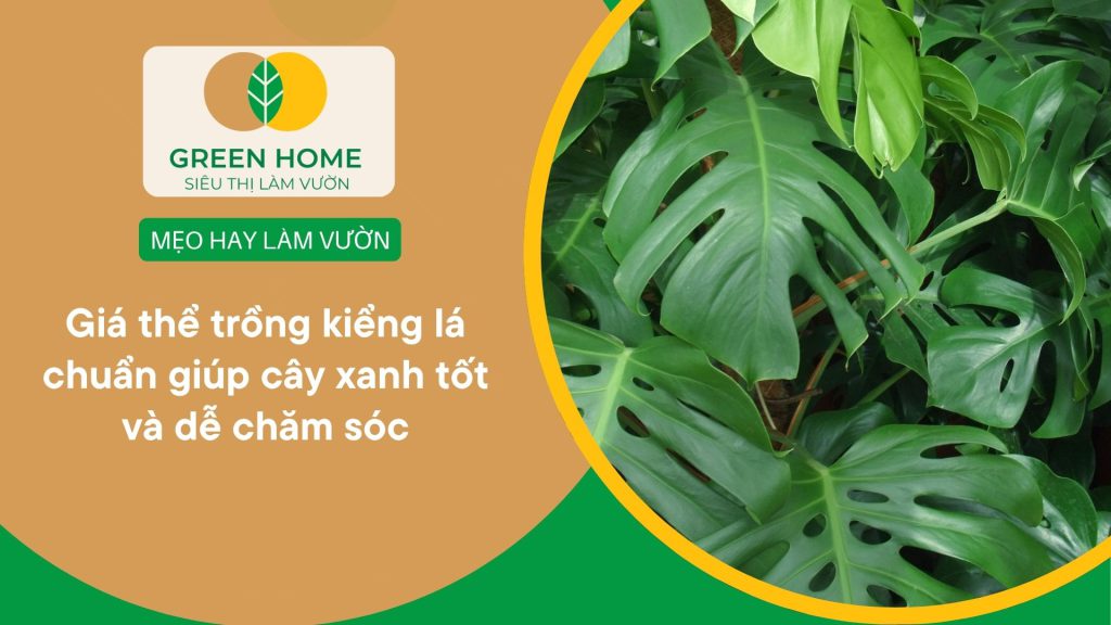 . Giá thể trồng kiểng lá giữ ẩm tốt, rễ phát triển khỏe
