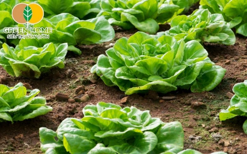 Trộn giá thể trồng rau đúng chuẩn để rau ít sâu bệnh