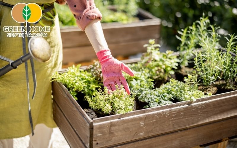Thành phần giá thể trồng rau gồm xơ dừa, perlite, cát giúp thoáng khí
