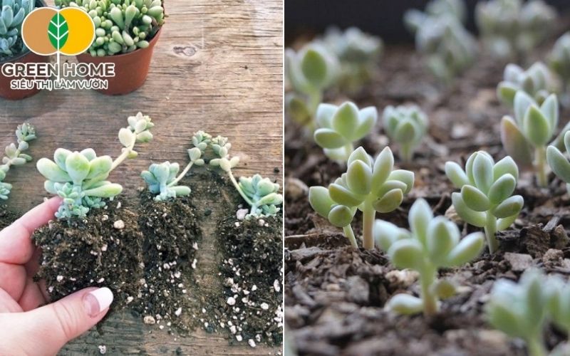 Kiểm tra độ ẩm của giá thể trồng sen đá để cây phát triển tối ưu
