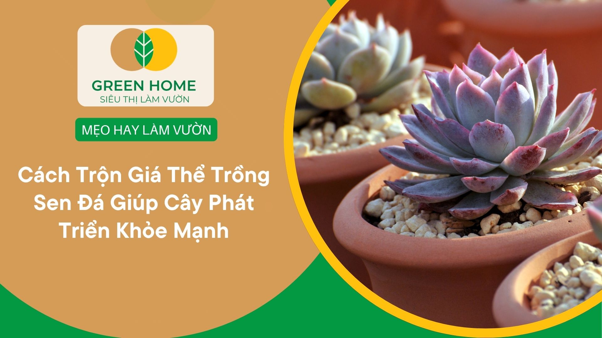 Cách Trộn Giá Thể Trồng Sen Đá Giúp Cây Phát Triển Khỏe Mạnh