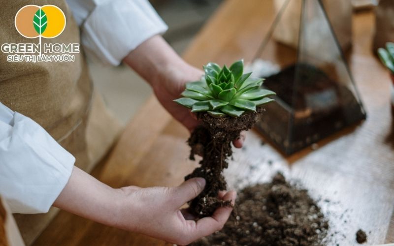 Mùn dừa và trấu hun trong giá thể trồng sen đá cung cấp độ ẩm và dinh dưỡng cho cây.
