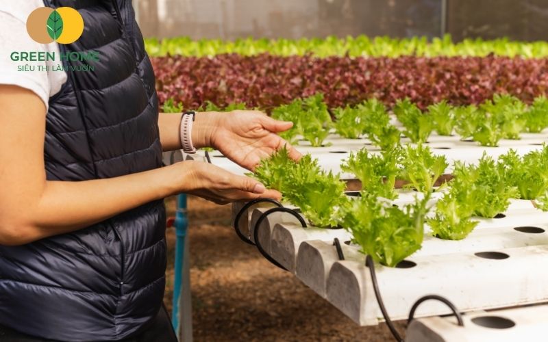 Muốn bắt đầu trồng rau sạch? Đừng quên chuẩn bị giá thể trồng thủy canh chất lượng