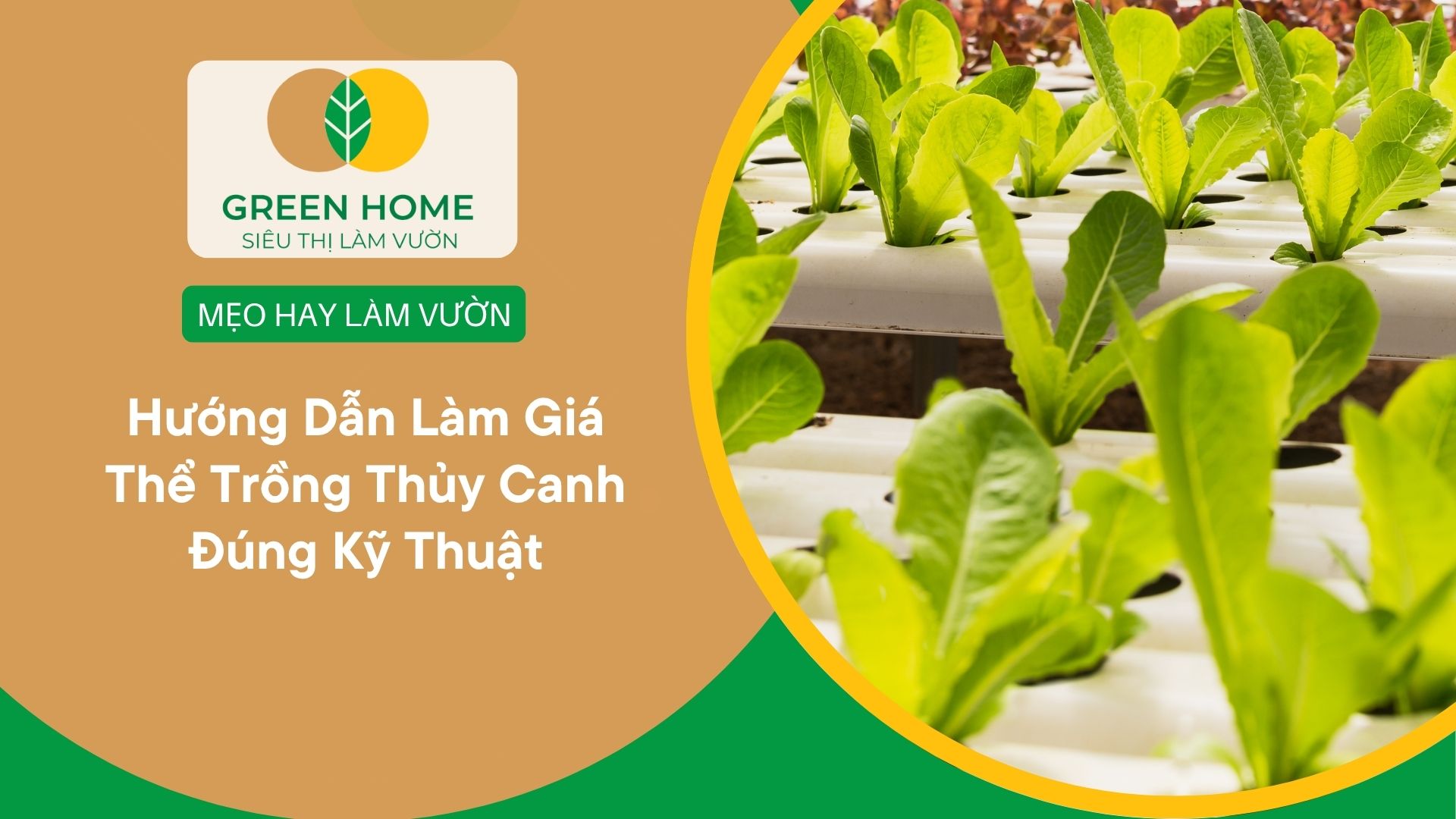 Hướng Dẫn Làm Giá Thể Trồng Thủy Canh Đúng Kỹ Thuật