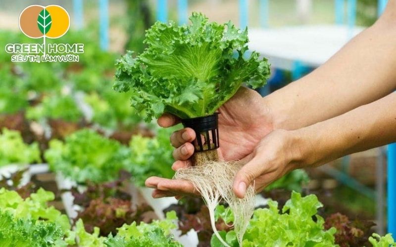 Giá thể trồng thủy canh tiết kiệm chi phí và dễ điều chỉnh cho từng loại cây