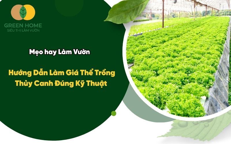 Hướng Dẫn Làm Giá Thể Trồng Thủy Canh Đúng Kỹ Thuật