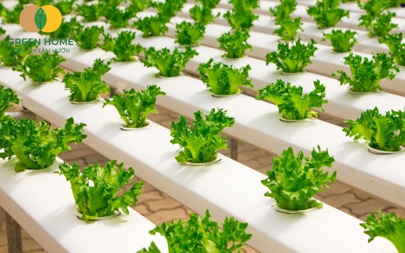 Bí quyết cho rau sạch xanh tốt chính là chọn đúng giá thể trồng thủy canh phù hợp