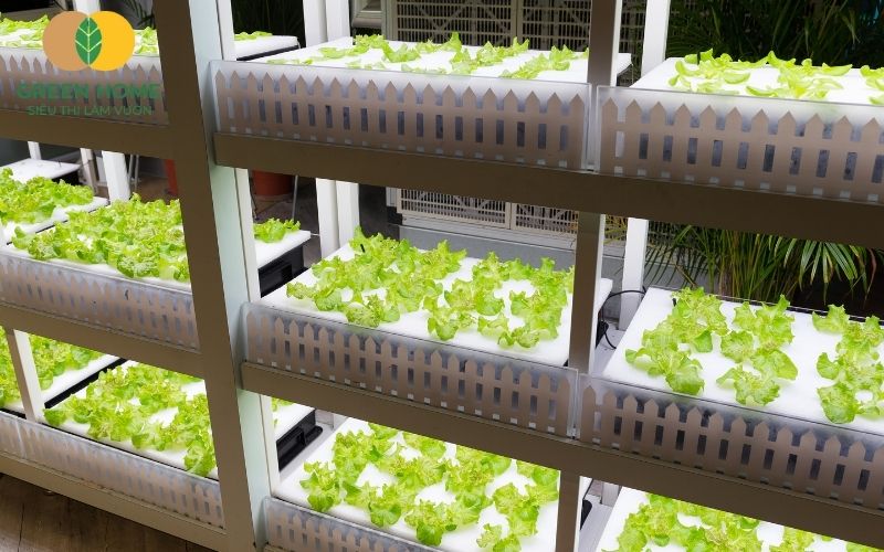 Giá thể trồng thủy canh sạch bệnh giúp rau phát triển an toàn, không hóa chất
