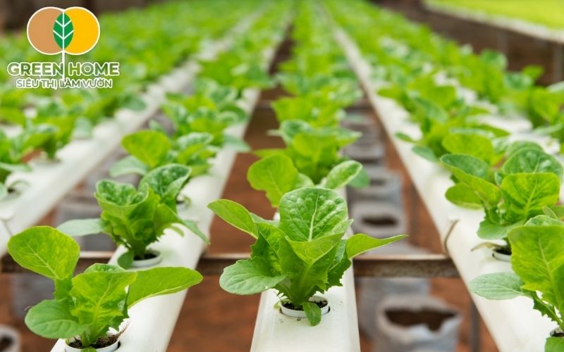 Giá thể trồng thủy canh tiết kiệm nước và dinh dưỡng, hỗ trợ hấp thụ hiệu quả