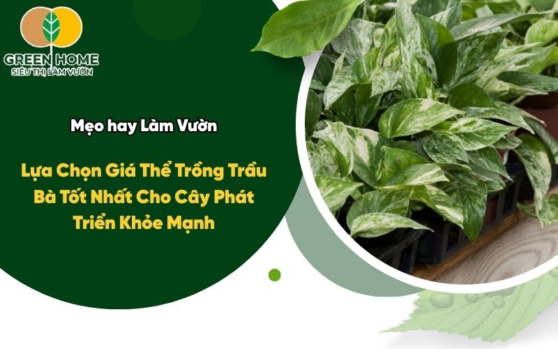 Lựa Chọn Giá Thể Trồng Trầu Bà Tốt Nhất Cho Cây Phát Triển Khỏe Mạnh
