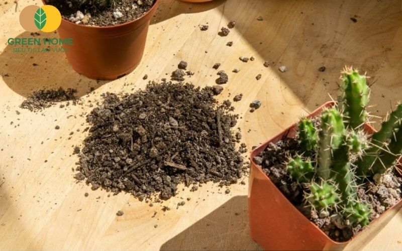 Cấu trúc của giá thể trồng xương rồng hỗ trợ thoát nước cực tốt