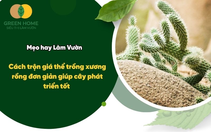 Cách Trộn Giá Thể Trồng Xương Rồng Đơn Giản Giúp Cây Phát Triển Tốt