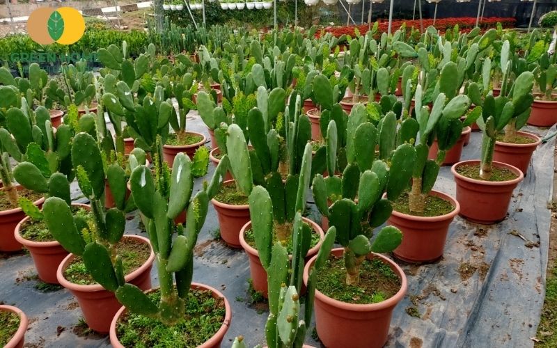 Chậu nhỏ vẫn có thể nuôi cây lớn nhờ vào giá thể trồng xương rồng chuyên sâu