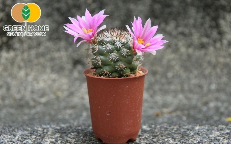 Bí quyết chọn giá thể trồng xương rồng đúng chuẩn