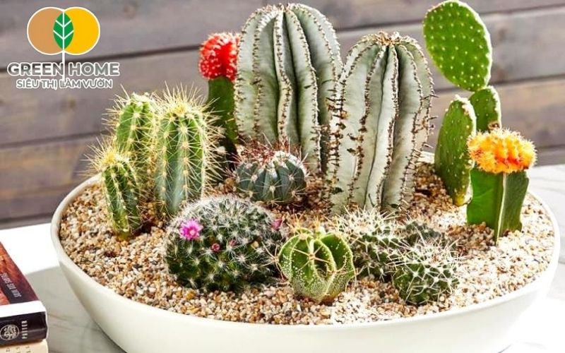 Xơ dừa giữ ẩm trong giá thể trồng xương rồng