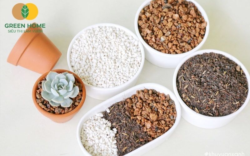 Hạt nhẹ và xốp là đặc điểm nổi bật của giá thể trồng xương rồng chất lượng